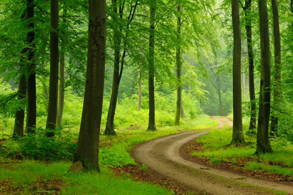 Dirt-Road-Through-Beech-For